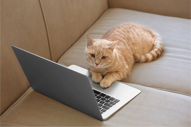 cat on laptop